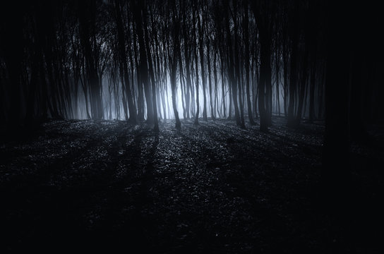 Fototapeta dark fantasy forest halloween background