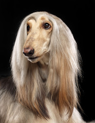 Afghan hound Dog  Isolated  on Black Background in studio