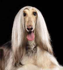 Afghan hound Dog  Isolated  on Black Background in studio