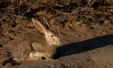 Scrub Hare in the morning sun.