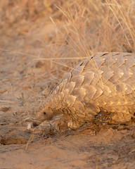 Pangolin foraging in the afternoon sun