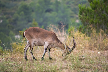 Iberian ibex grazing in a wooded area 1