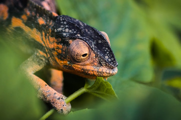 Wild chameleon in the jungle