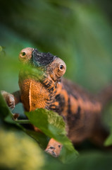 Wild chameleon in the jungle