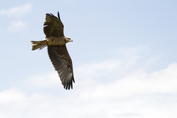 Captive black kite (milvus migrans) in flight