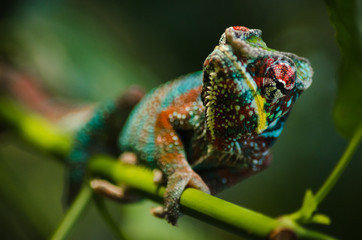 Wild chameleon in the jungle