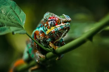 Foto op Plexiglas Wild chameleon in the jungle © Weltportal