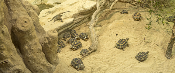 The inhabitants of the desert. Lizard and small turtles..Sized to fit a social media timeline cover placeholder.