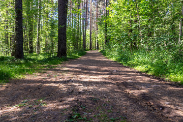 Path in the forest