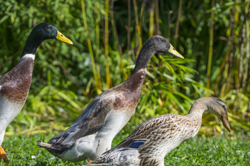 indian runner ducks close up in the garden