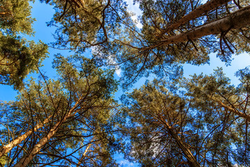 Forest against the blue sky from below