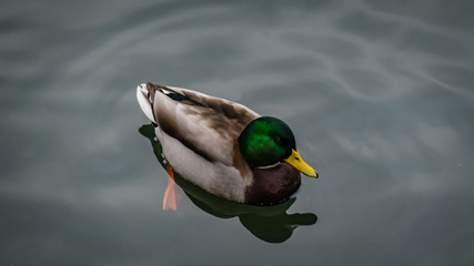 Canard Colvert