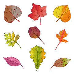 Autumn leaves set. Vector illustration