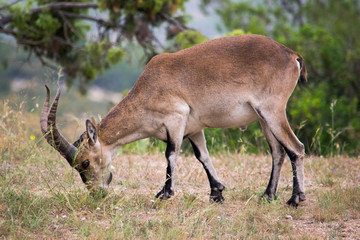 Iberian ibex grazing in a wooded area 2