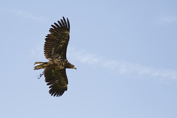 Captive golden eagle (aquila chrysaetos) in flight