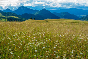 meadow in Slovak mountains