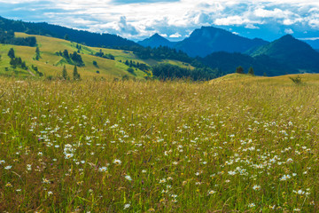 meadow in Slovak mountains