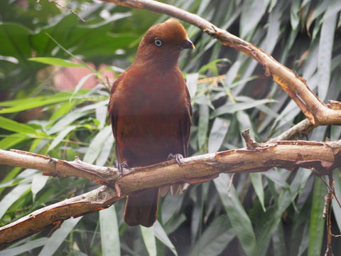 Photography that is showing an Andean cock-of-the-rock (scientific name: Rupicola peruvianus)