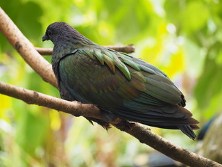 Photography that is showing a Nicobar pigeon (scientific name: Caloenas nicobarica)