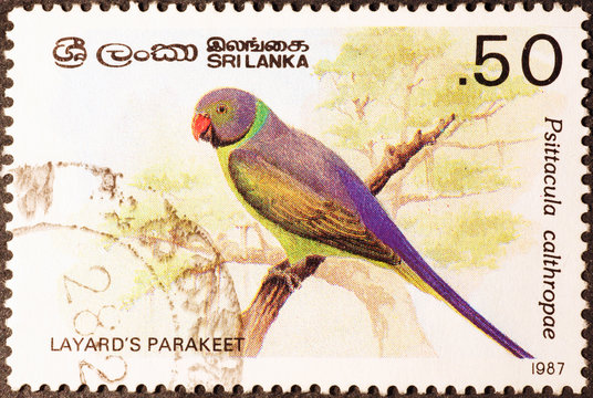 Layard's parakeet on indian postage stamp