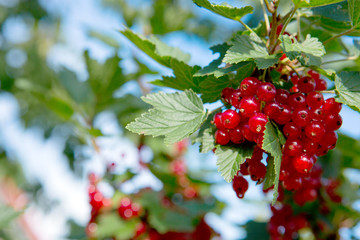 Red currants in the summer garden. Garden background. © Swetlana Wall