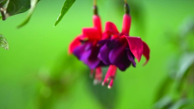 Fuchsia flowers blooming in a garden. Beautiful pink with violet color Slow motion 4K UHD video 3840x2160