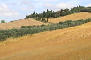 Fototapeta na wymiar Panorama con campi dorati