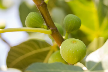 Green fig fruits on branches with green leafs, Apulia, Italy