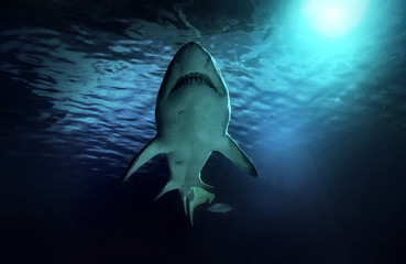 Naklejka premium Biały rekin polujący pod wodą. Drapieżnik w świetle w oceanie.