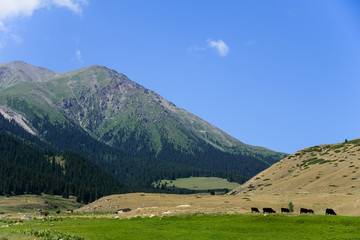 Grazing cattle at the foot of Tian Shan mountains