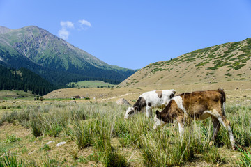 Fototapeta na wymiar Pasture for cows in the mountains of Kyrgyzstan