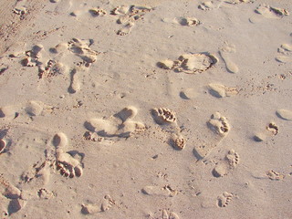 Footprint in the sea sand natural background