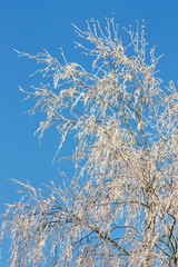 Branches of winter trees covered with snow