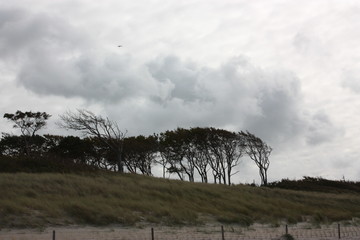 Küste mit Windflüchter