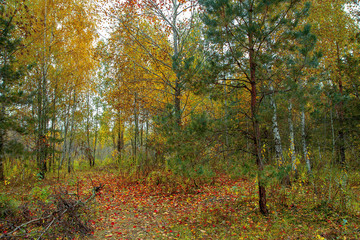 Naklejka premium Beautiful autumn trees and bushes in the park. A bright park place, park pathway. Autumn landscape.