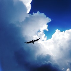 seagull in the sky