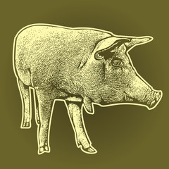 Pig graphic illustration. A pork animal drawing in vintage engraving style, vector design arts. 