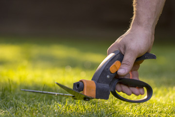 Cutting lawn with scissors in hard-to-reach places, gardener professional