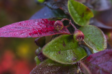 Fototapeta premium Leafs in autumn colors
