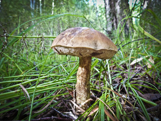 Harvest of mushrooms (Leccinum) - young boletus