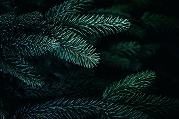 Christmas  Background with beautiful green pine tree brunch close up. Copy space..
