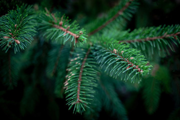 Christmas  Fir tree brunch textured Background. Fluffy pine tree brunch close up. Green spruce