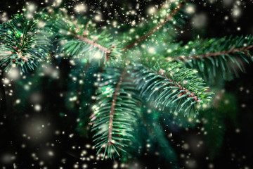 Christmas Background with falling white  snow and fir tree branches. Merry Christmas Festive Card. Copy space.