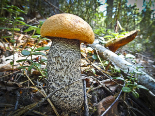 Harvest of mushrooms - young boletus