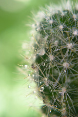 Closeup of a cactus with water drops