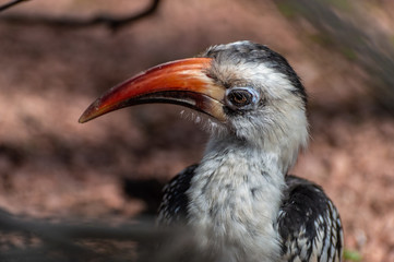 A close-up of a Von der Decken Hornbill in profile.