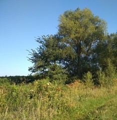 Fototapeta premium tree in field