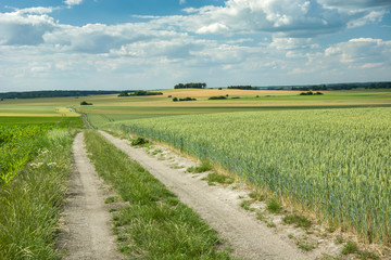 Long dirt road through fields, groves on the hills and a cloudy sky