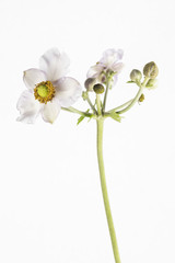 Fototapeta na wymiar fiore isolato e foglie di anemone