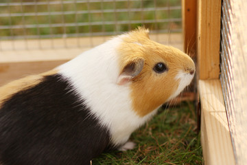 Meerschweinchen